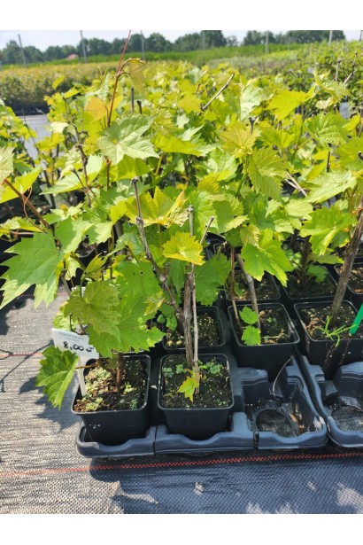 Виноград Aivengo – укорененные саженцы Р9